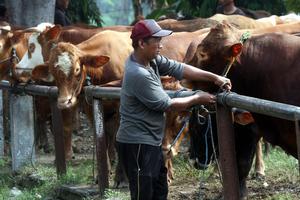 Target penambahan populasi sapi