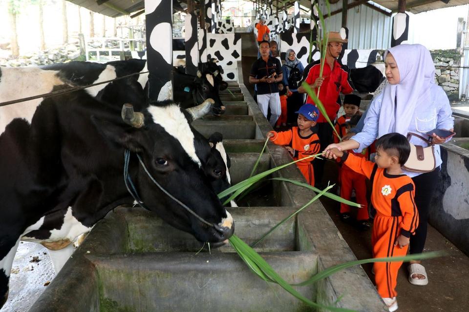 Sejumlah anak memberi makan sapi di Kapung Susu Dinasty, Tulungagung, Jawa Timur, Senin (12/5/2025). Kampung susu di sentra peternakan sapi perah tersebut menjadi wisata edukasi favorit siswa sekolah dan dari kalangan keluarga karena menawarkan pengalaman