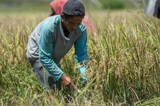 Realisasi serapan beras petani di Sulteng