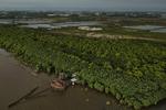 Potensi habitat mangrove di Sulawesi Selatan
