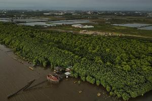 Potensi habitat mangrove di Sulawesi Selatan