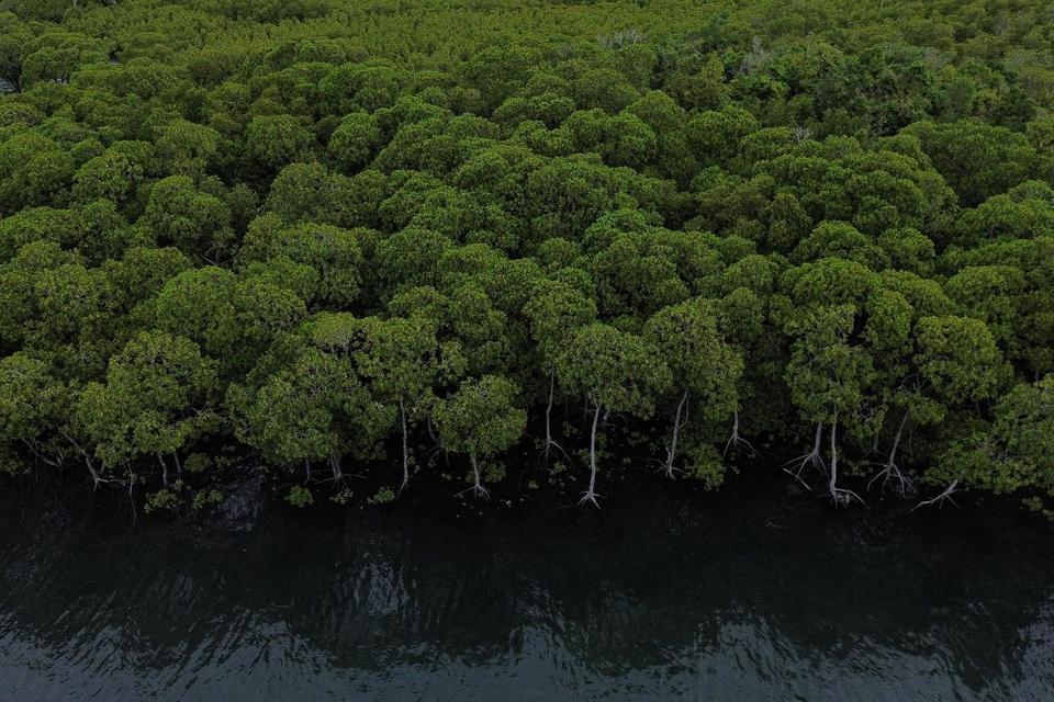 Foto udara kawasan hutan mangrove di Iboih, Kota Sabang, Aceh, Rabu (14/5/2025). Berdasarkan Keputusan Menteri Kehutanan Nomor 594 tahun 2025 tentang Peta Mangrove Nasional 2024 mencatat Aceh memiliki luas potensi habitat mangrove 28.918 hektare atau seki