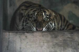 Kondisi harimau sumatra terluka di Jambi