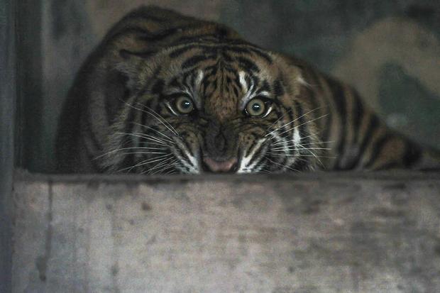 Harimau Terkam Dua Orang di Riau, Walhi Desak Pemulihan Habitat