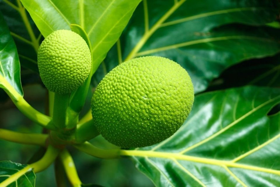 Jantung Sehat Alami dengan Daun Sukun: Rahasia Warisan Leluhur yang Terbukti Ilmiah!