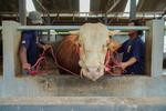 Sapi kurban Presiden di Lumajang