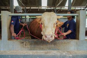 Sapi kurban Presiden di Lumajang