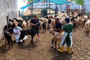 Pemeriksaan hewan kurban di Banyuwangi