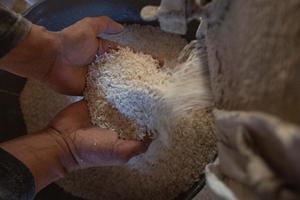 Serapan beras lokal oleh Bulog