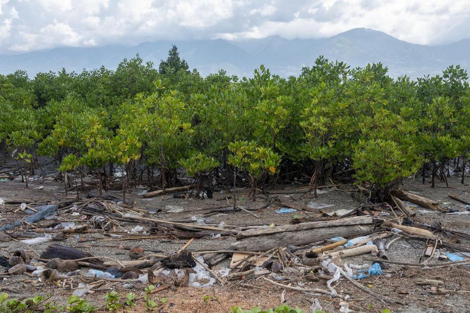 klh, mangrove