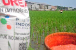 Serapan pupuk subsidi di Kudus