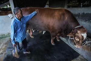 Sapi kurban dari Presiden Prabowo di Gresik
