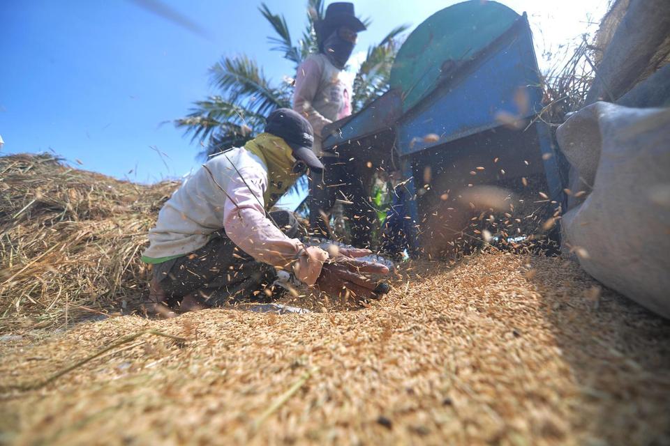 Petani memisahkan gabah dari jerami dengan mesin usai panen di Kota Bengkulu, Bengkulu, Kamis (5/6/2025). Berdasarkan data Perusahaan Umum Badan Urusan Logistik (Perum Bulog) jumlah realisasi serapan beras petani oleh Pemerintah per Juni 2025 mencapai 2.4