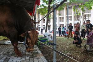 Sapi qurban presiden tiba di Masjid Istiqlal