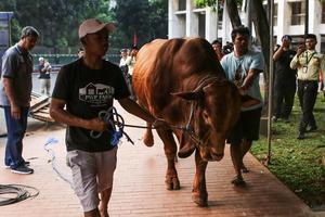 Sapi qurban presiden tiba di Masjid Istiqlal