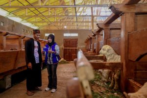 BRI Peduli salurkan bantuan pelatihan, pembinaan, dan peralatan usaha bagi peternak domba di Desa BRILiaN Sukalaksana, Garut, Jawa Barat, jelang Idul 