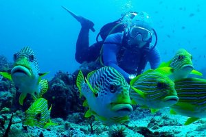 Kawasan diving di Raja Ampat