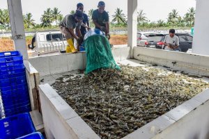 Tambak udang Lalombi