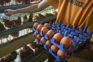 Indonesia butuh seratus juta ayam petelur untuk MBG