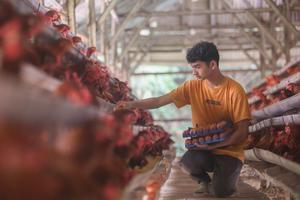 Indonesia butuh seratus juta ayam petelur untuk MBG