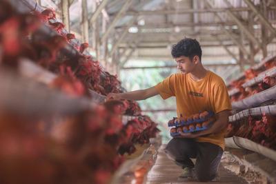 Indonesia butuh seratus juta ayam petelur untuk MBG