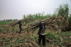 Target produksi gula Jawa Timur
