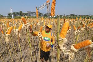 Pameran jagung unggulan di Kediri