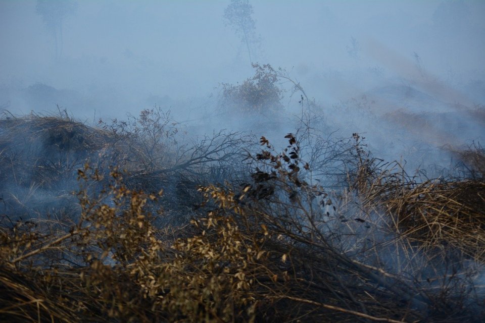 Kementerian Lingkungan Hidup/Badan Pengendalian Lingkungan Hidup (KLH/BPLH) memenangkan empat gugatan penting atas kerusakan lingkungan akibat kebakaran hutan dan lahan.