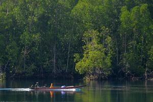 Potensi wisata mangrove Pulau Siberut Mentawai