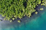 Potensi wisata mangrove Pulau Siberut Mentawai