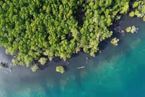 Potensi wisata mangrove Pulau Siberut Mentawai