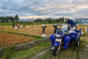 Kenaikan harga gabah tingkat petani di Sigi
