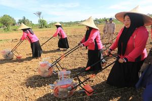 Penanaman jagung serentak kuartal III di Aceh Barat