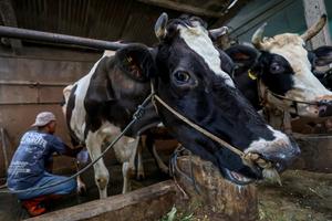 Populasi sapi perah mulai pulih pascawabah PMK