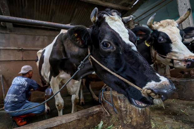 Populasi sapi perah mulai pulih pascawabah PMK