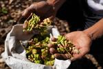 Harga cengkeh turun di Kolaka