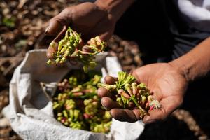 Harga cengkeh turun di Kolaka