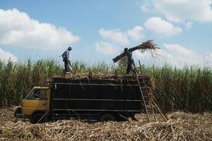 Target produksi tebu tergiling Jatim