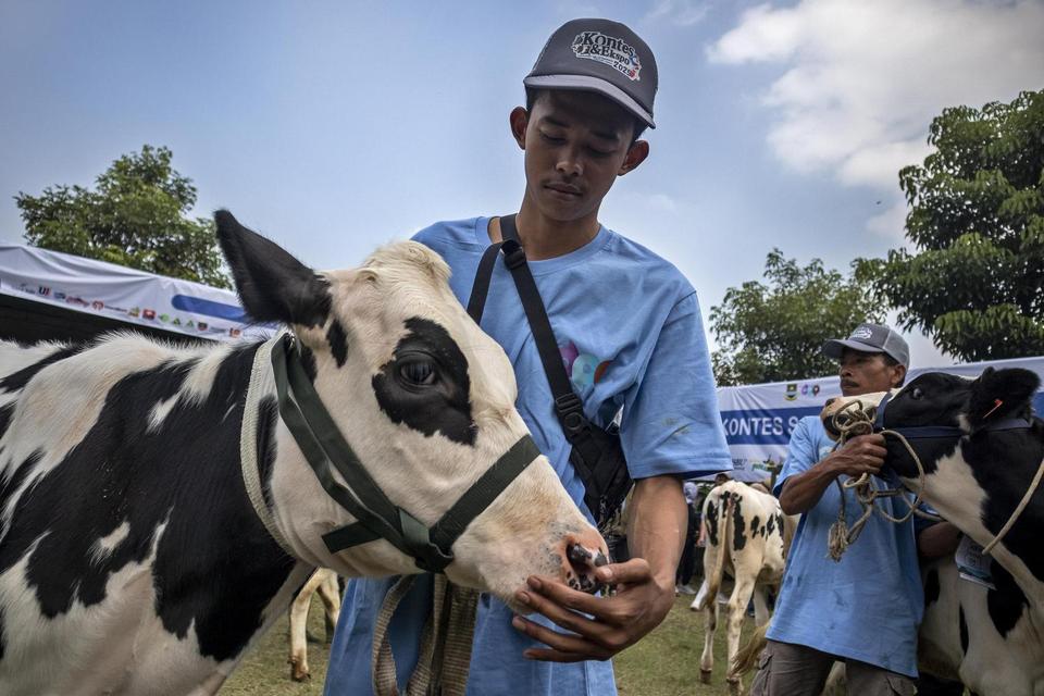 mbg, makan bergizi gratis, sapi perah,