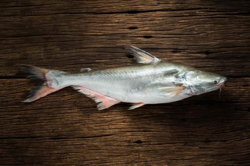 Manfaat Ikan Patin untuk Kesehatan