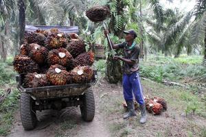 Harga TBS kepala sawit di Sumut naik