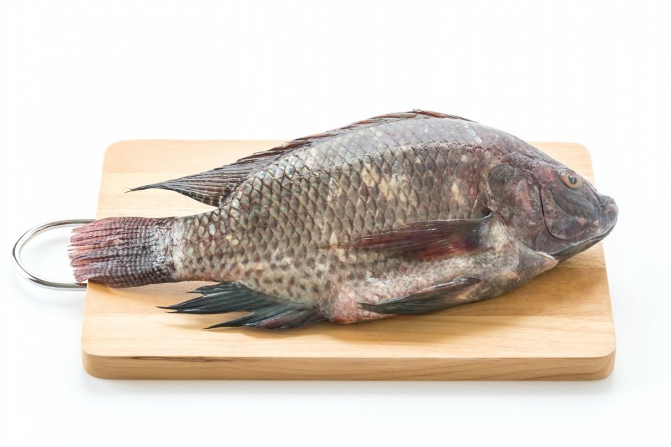 Kaya Gizi, Ini 7 Manfaat Ikan Nila untuk Kesehatan, Bisa Menangkal Radikal Bebas