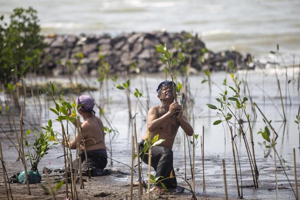 Peringatan hari mangrove sedunia