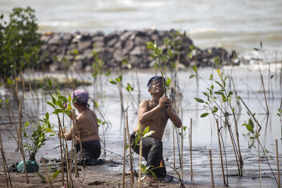 Peringatan hari mangrove sedunia