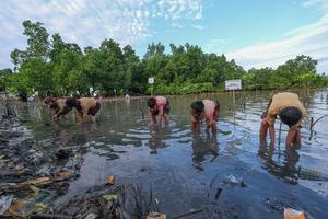Penanaman bibit mangrove di pesisir Kendari