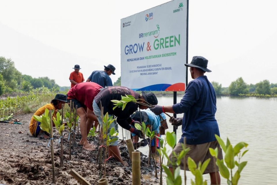 BRI bersama masyarakat tanam 10.000 pohon mangrove di pesisir Muara Gembong, Bekasi, sebagai bagian dari program BRI Menanam – Grow & Green untuk memulihkan ekosistem dan mencegah abrasi.