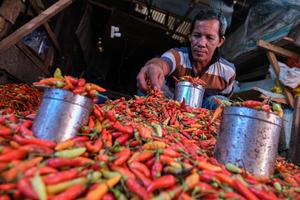 Harga cabai turun akibat pasokan stabil di Kendari