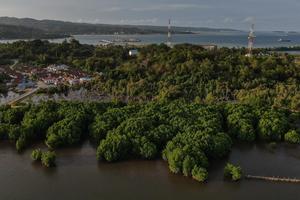 Strategi akselerasi program rehabilitasi mangrove