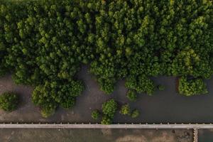 Strategi akselerasi program rehabilitasi mangrove