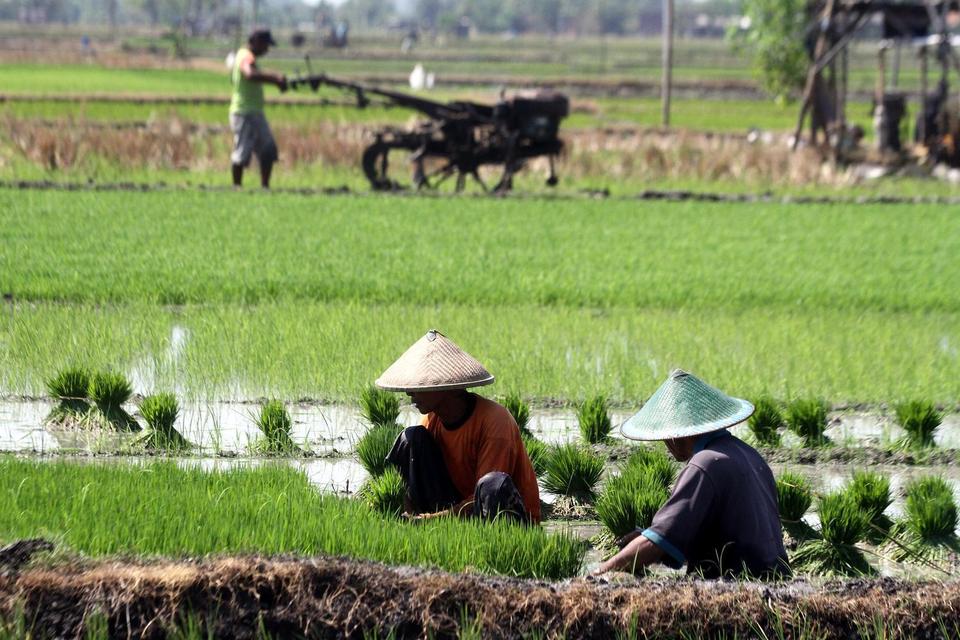 Petani mengikat bibit semai padi berumur 20 hari sebelum ditanam di lahan sawah di desa Kandangan, Ngawi, Jawa Timur, Rabu (6/8/2025). 
